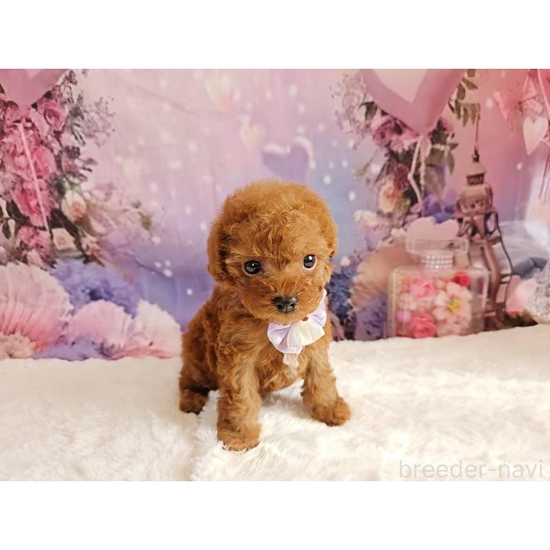 販売中の岐阜県のトイプードル-423810の8枚目