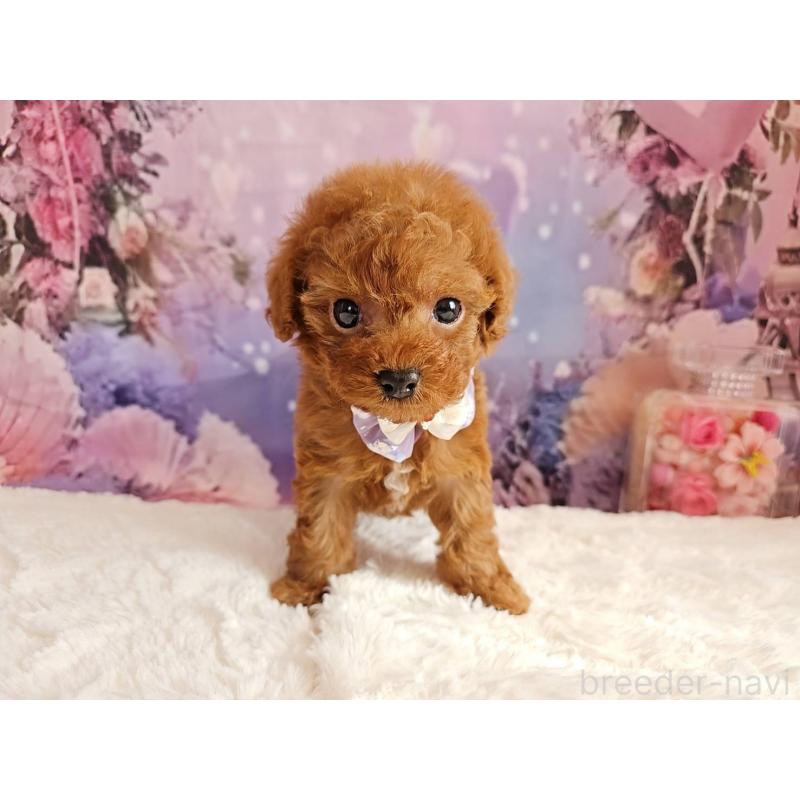 販売中の岐阜県のトイプードル-423810の7枚目