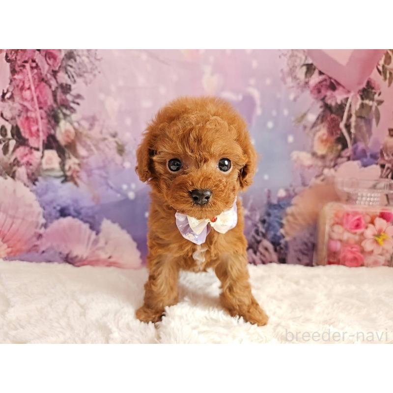 販売中の岐阜県のトイプードル-423810の6枚目