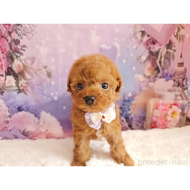 販売中の岐阜県のトイプードル-423810の5枚目