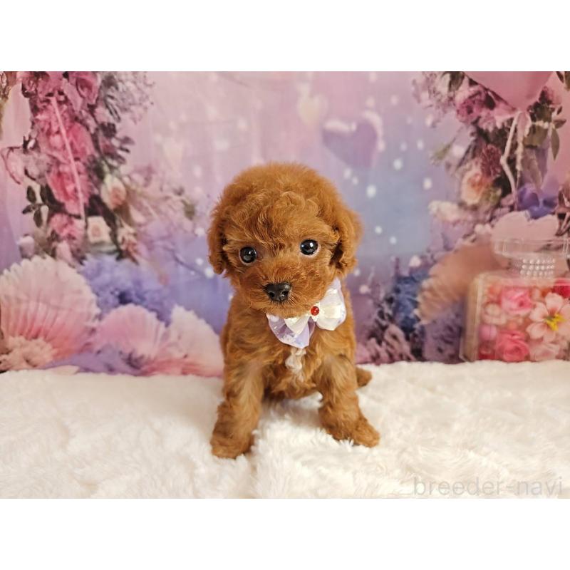 販売中の岐阜県のトイプードル-423810の4枚目