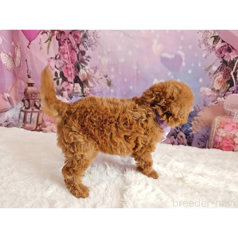 販売中の岐阜県のトイプードル-423810の3枚目