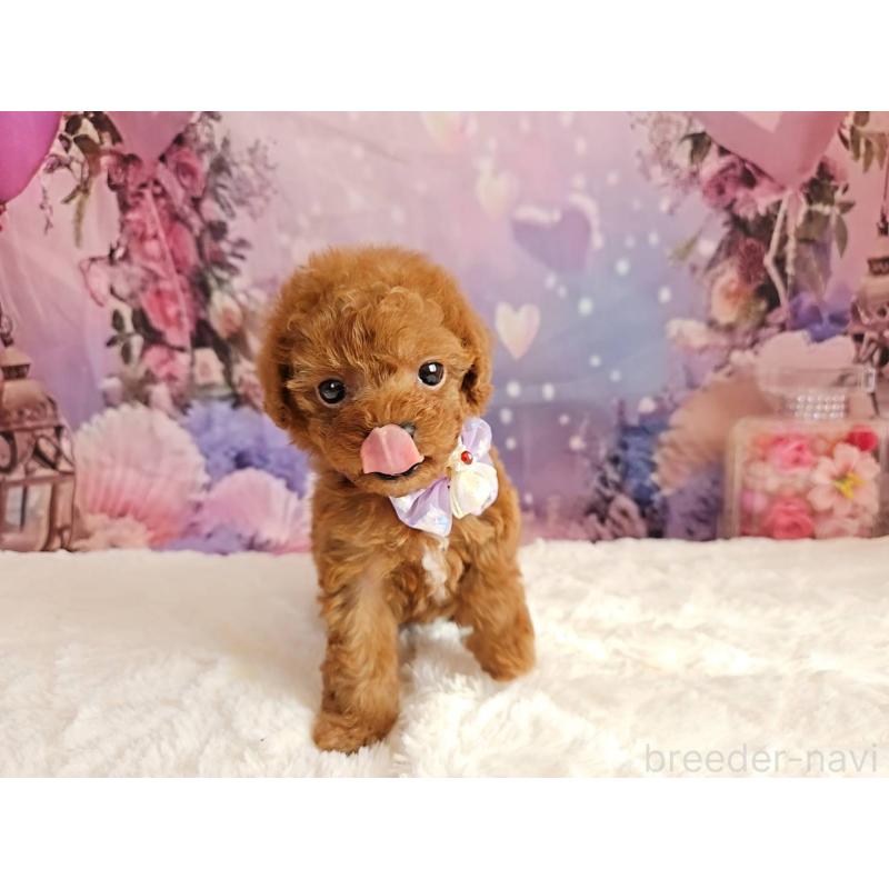 販売中の岐阜県のトイプードル-423810の2枚目