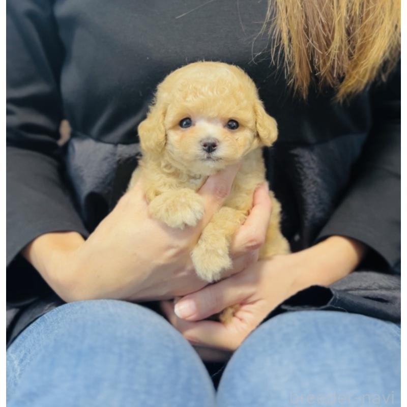 販売中の福岡県のティーカッププードル-423811の10枚目