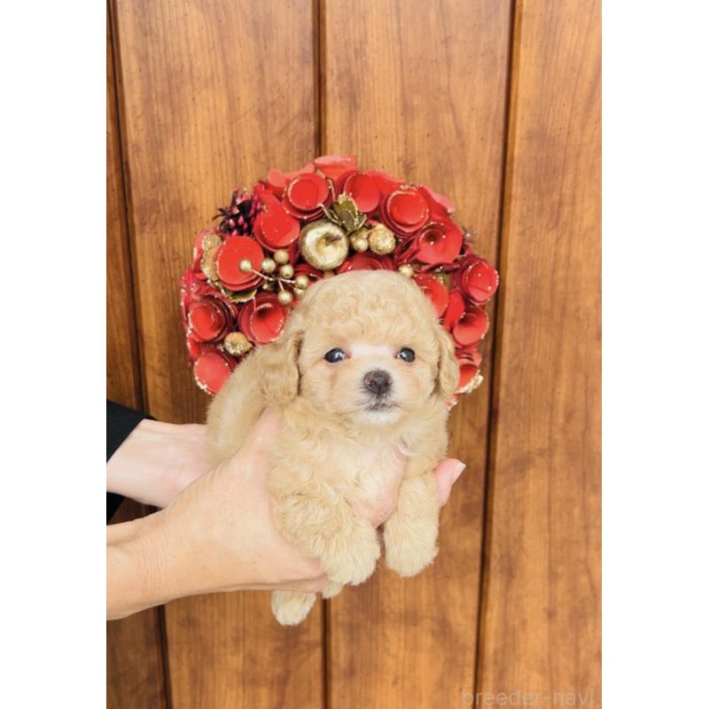 販売中の福岡県のティーカッププードル-423811の8枚目