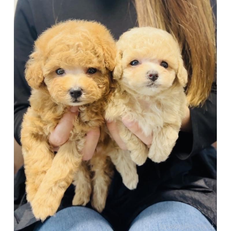 販売中の福岡県のティーカッププードル-423811の3枚目