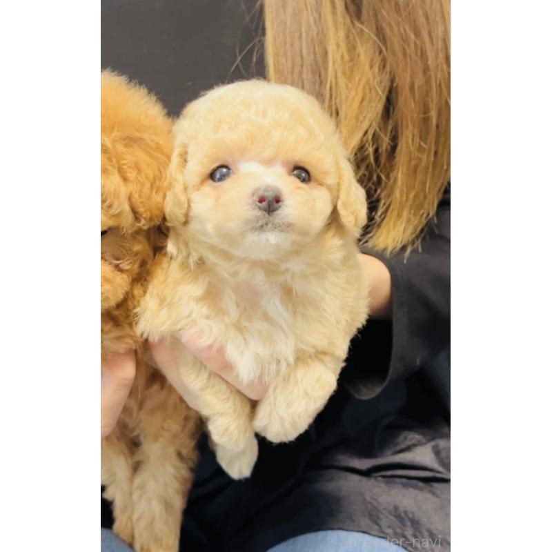 販売中の福岡県のティーカッププードル-423811の2枚目