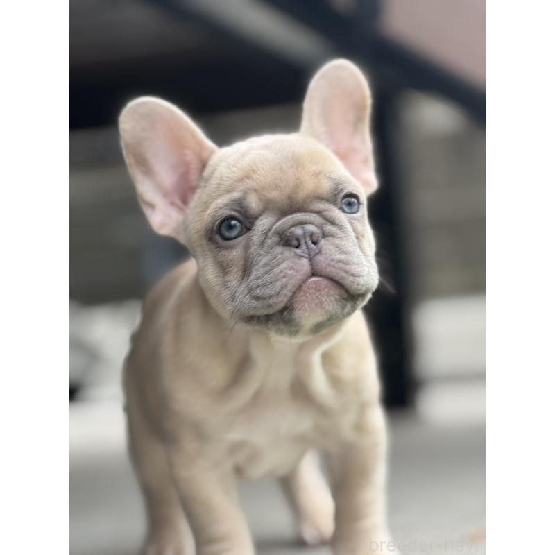 販売中の香川県のフレンチブルドッグ-414800の3枚目