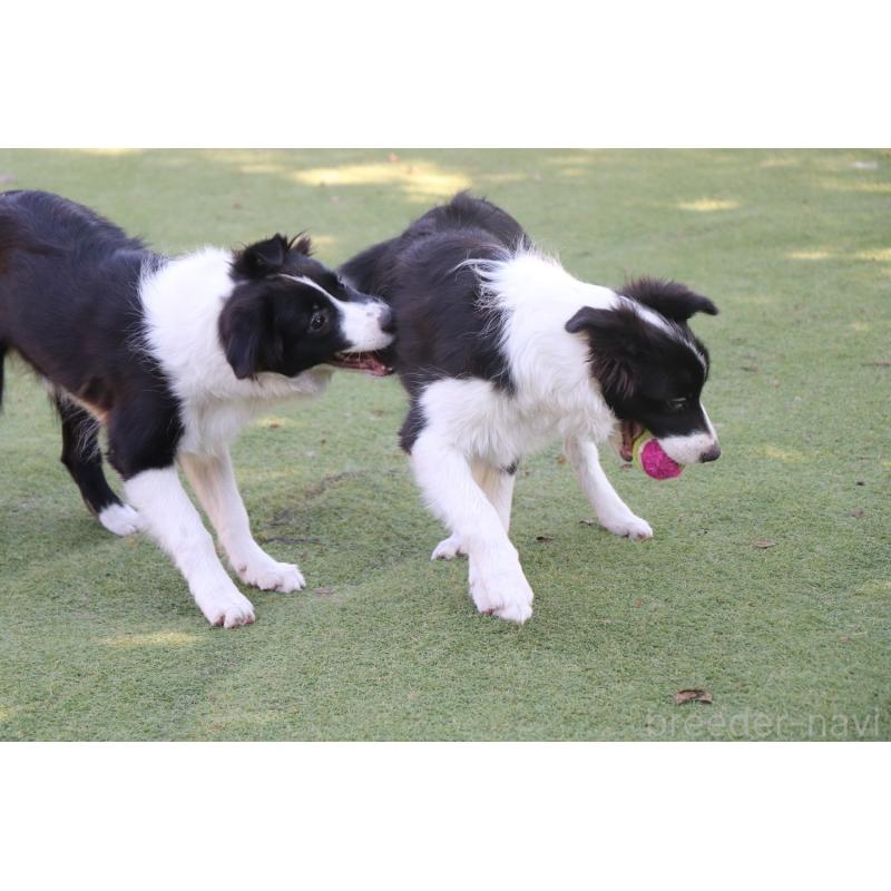 販売中の宮崎県のボーダーコリー-402466の2枚目