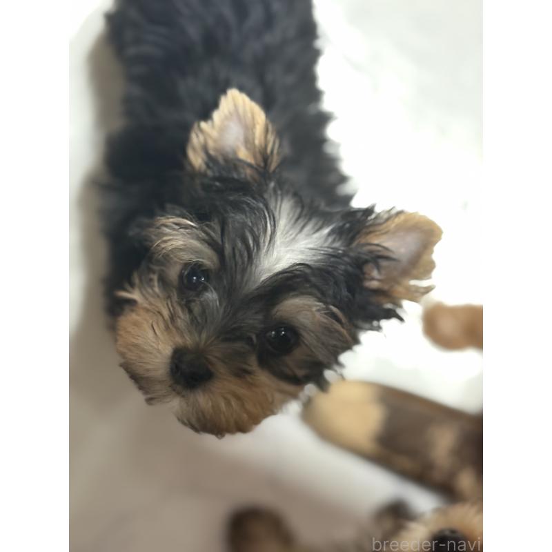 成約済の茨城県のヨークシャーテリア-416650の3枚目