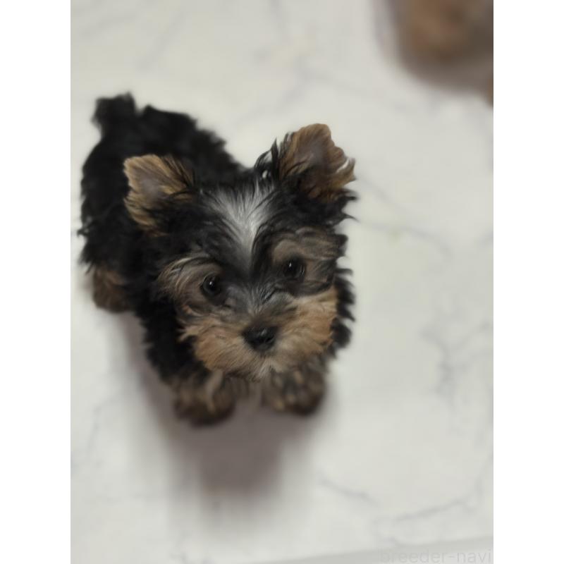 販売中の茨城県のヨークシャーテリア-423812の7枚目