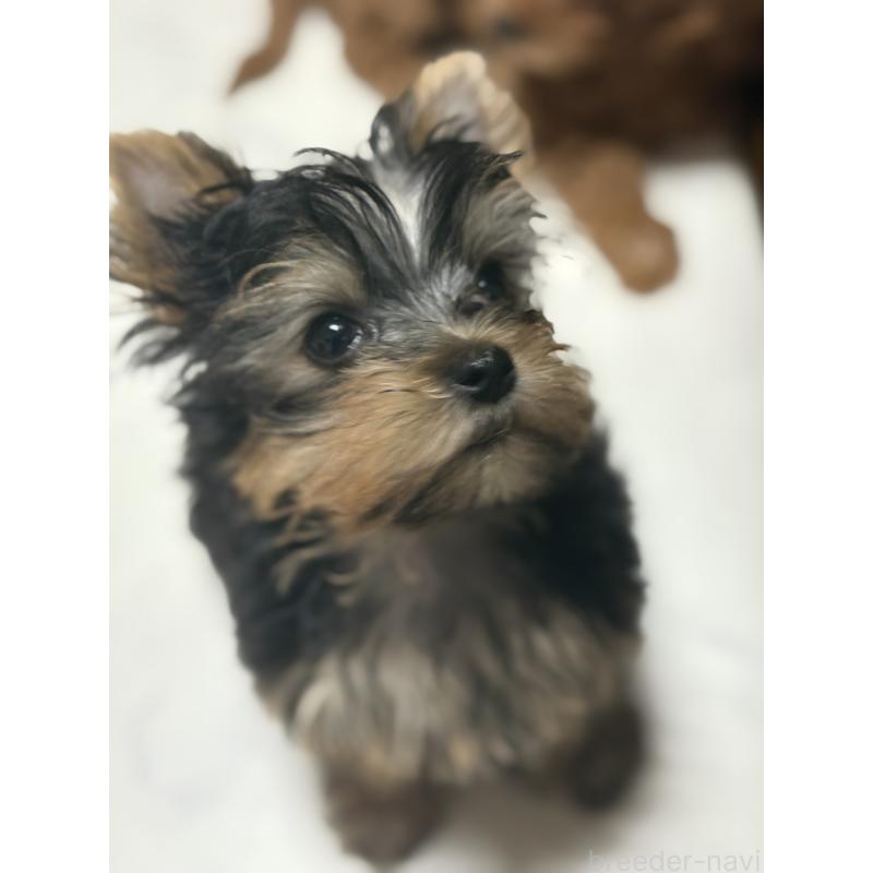 販売中の茨城県のヨークシャーテリア-423812の5枚目