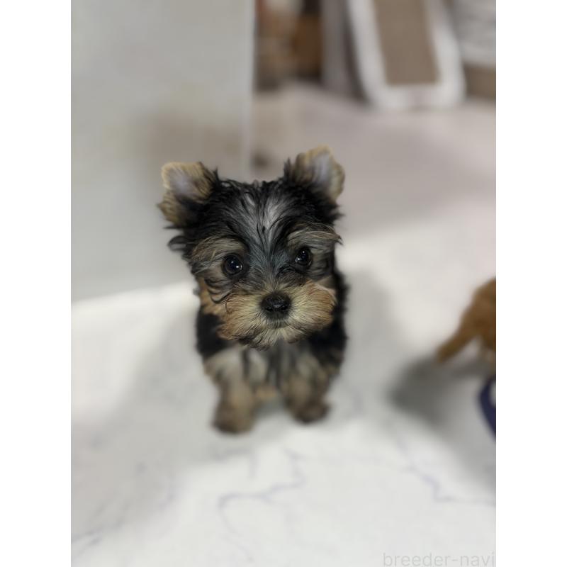 販売中の茨城県のヨークシャーテリア-423812の4枚目