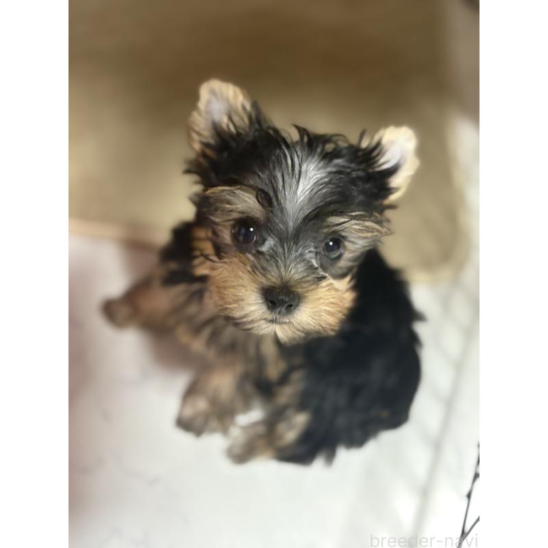 販売中の茨城県のヨークシャーテリア-423812の3枚目