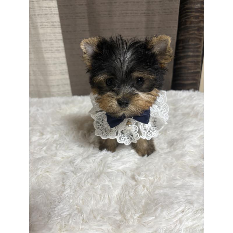販売中の茨城県のヨークシャーテリア-423812の2枚目