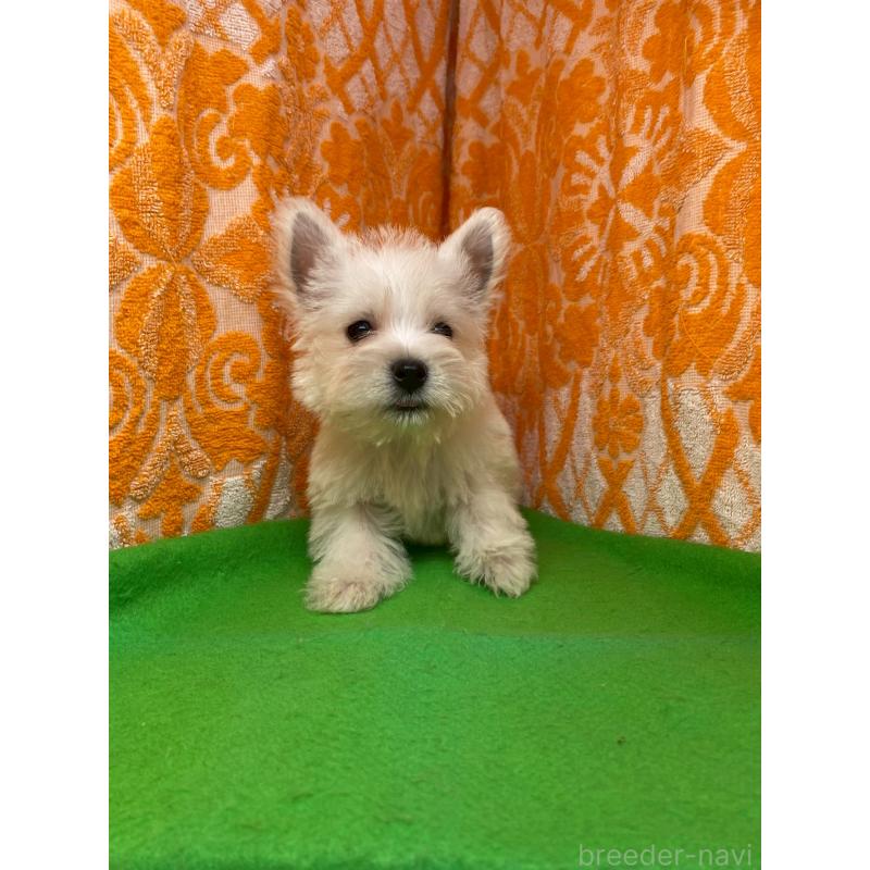 販売中の佐賀県のウエストハイランドホワイトテリア(ウエスティ)-423814の2枚目