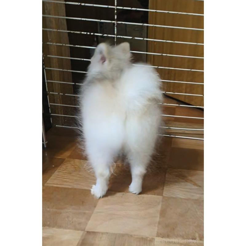 成約済の北海道のポメラニアン-388916の2枚目