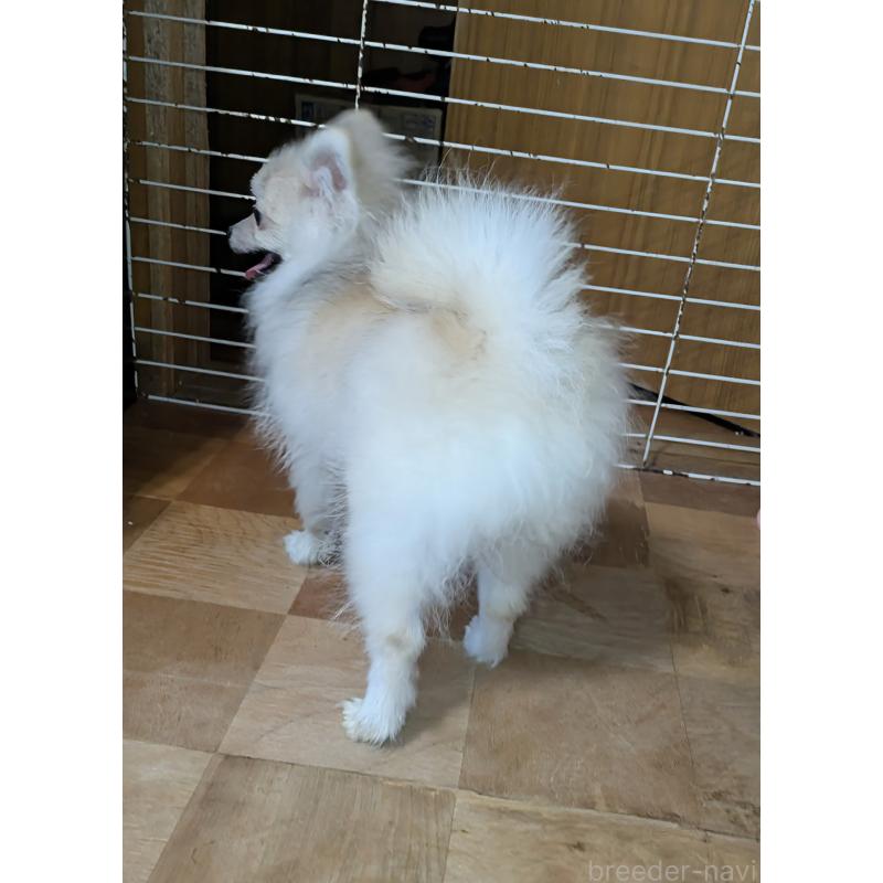 販売中の北海道のポメラニアン-388916