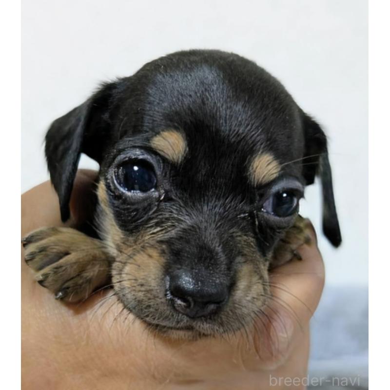 販売中の愛知県のチワックス:チワワ×ミニチュアダックスフンド-423821の4枚目