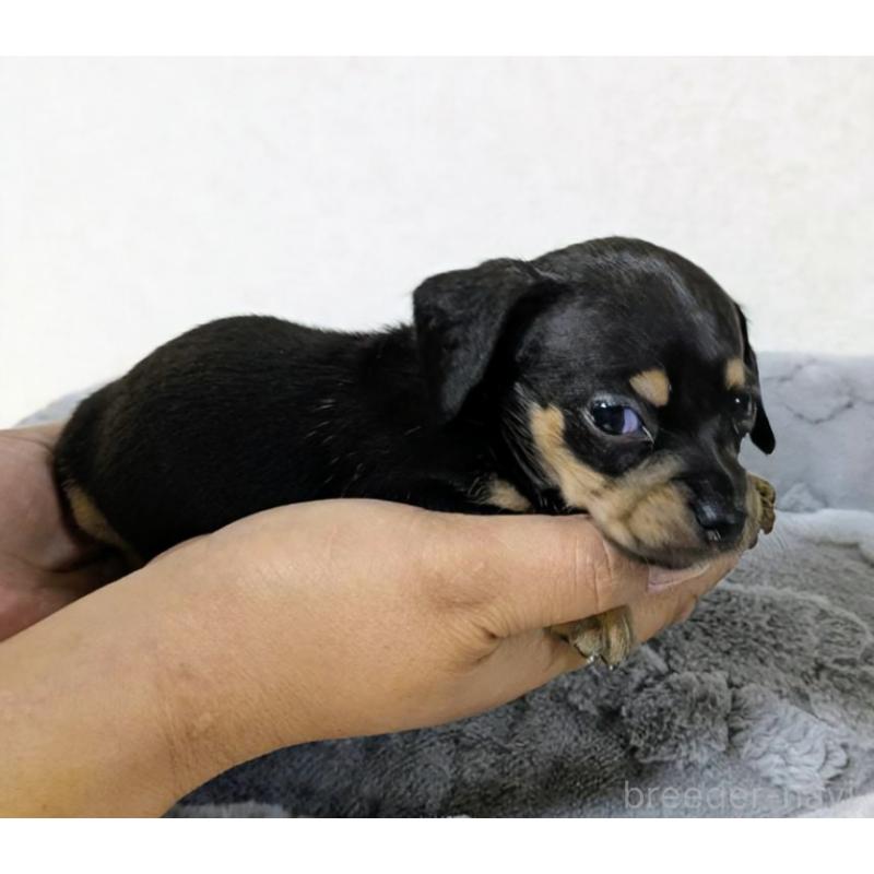 販売中の愛知県のチワックス:チワワ×ミニチュアダックスフンド-423821の3枚目