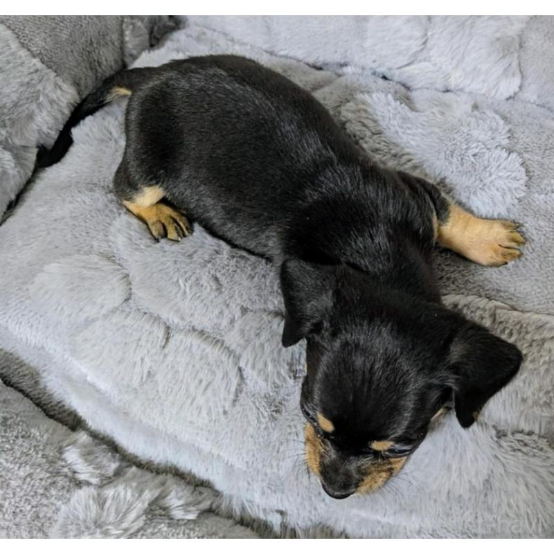 販売中の愛知県のチワックス:チワワ×ミニチュアダックスフンド-423821の2枚目