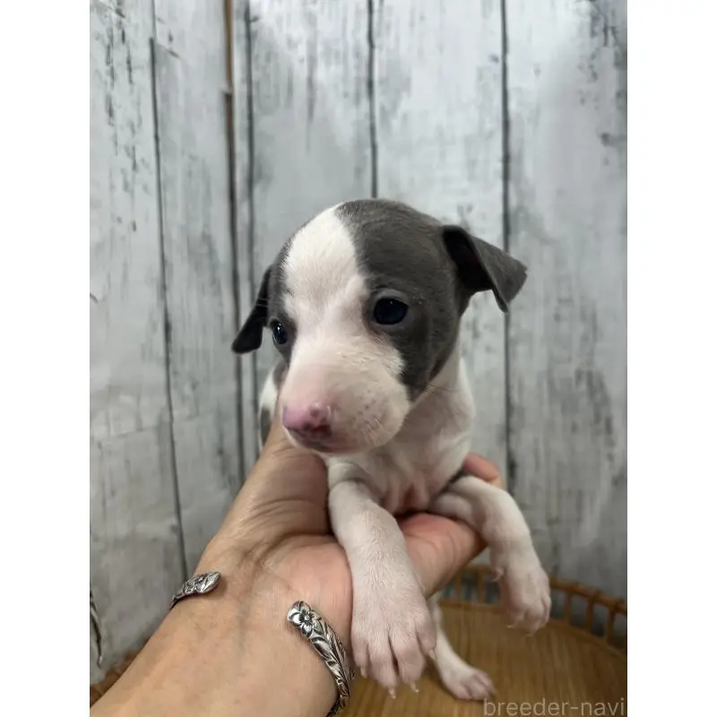 販売中の山梨県のイタリアングレーハウンド(イタグレ)-423824の7枚目