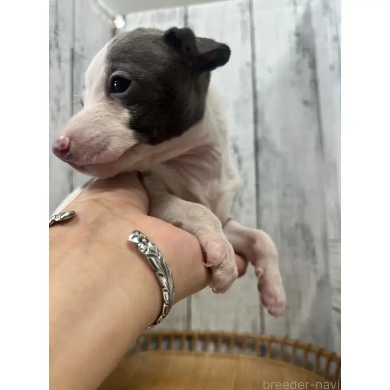 販売中の山梨県のイタリアングレーハウンド(イタグレ)-423824の6枚目