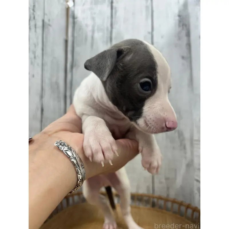 販売中の山梨県のイタリアングレーハウンド(イタグレ)-423824の5枚目