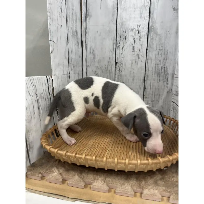 販売中の山梨県のイタリアングレーハウンド(イタグレ)-423824の4枚目