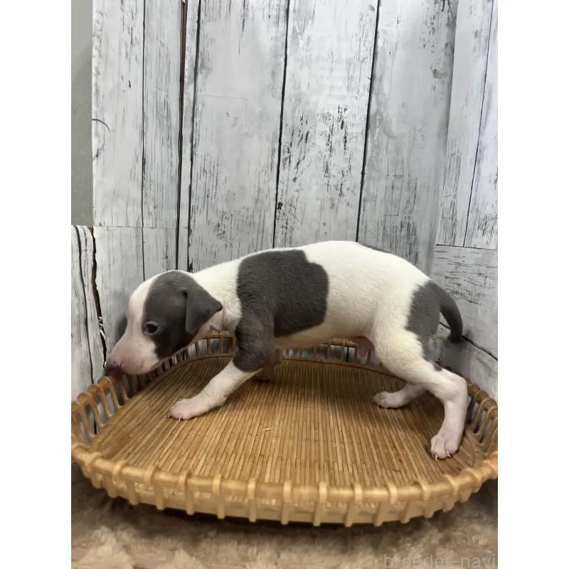 販売中の山梨県のイタリアングレーハウンド(イタグレ)-423824の3枚目