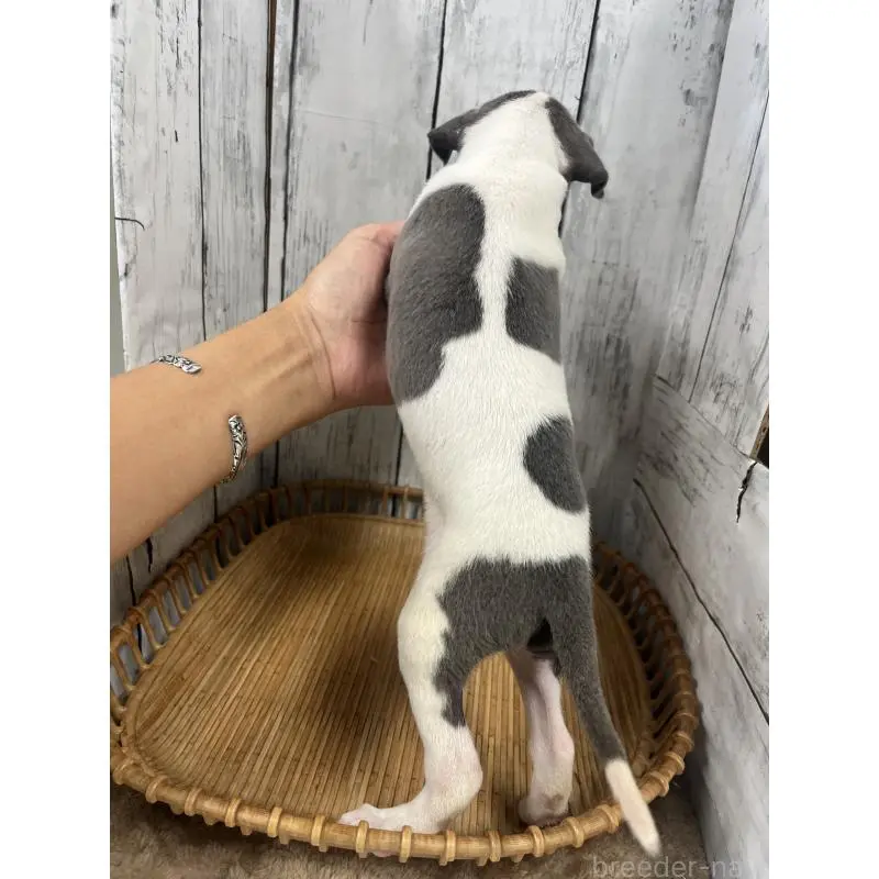 販売中の山梨県のイタリアングレーハウンド(イタグレ)-423824の2枚目