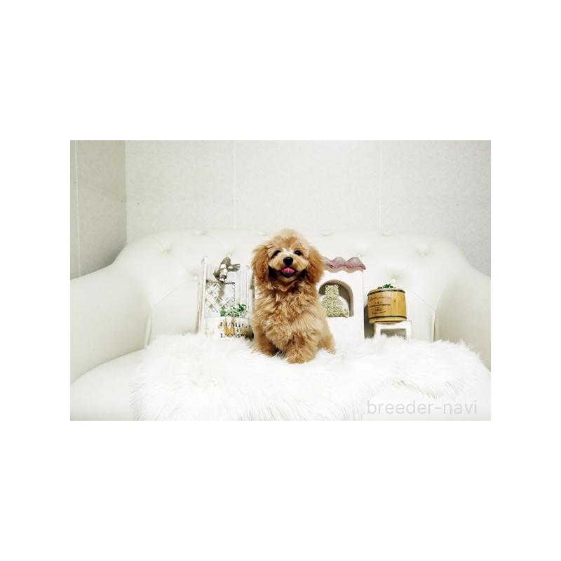 販売中の佐賀県のトイプードル-411730の5枚目