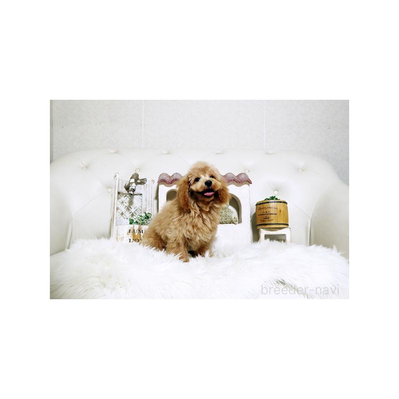 販売中の佐賀県のトイプードル-411730の4枚目