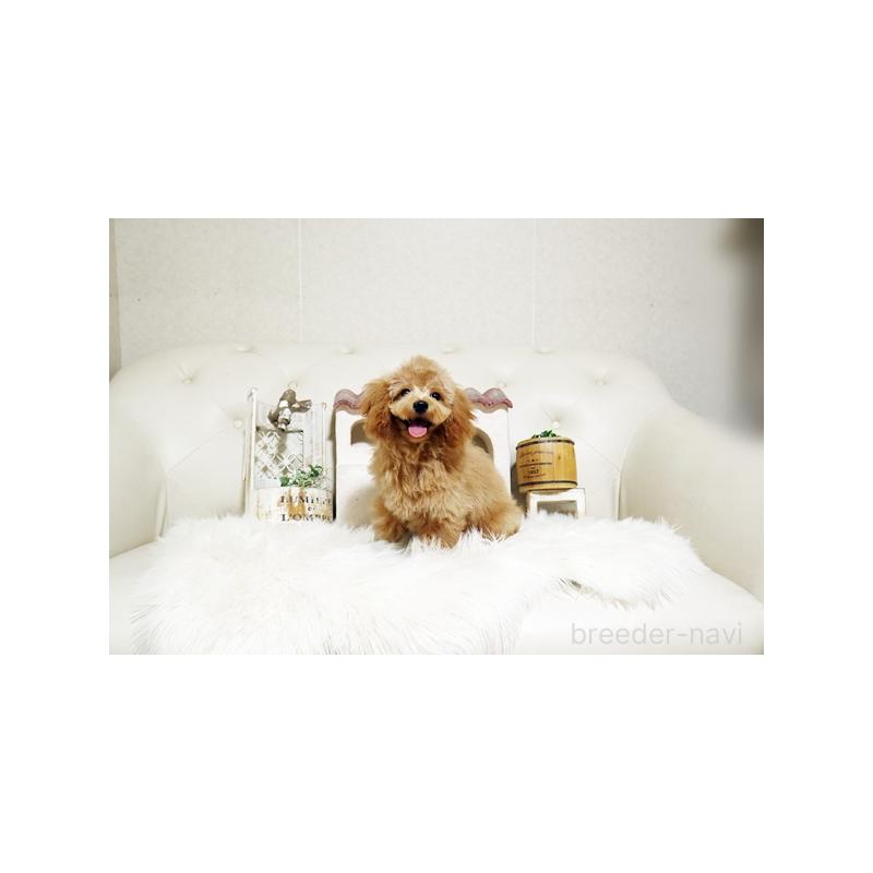 販売中の佐賀県のトイプードル-411730の3枚目