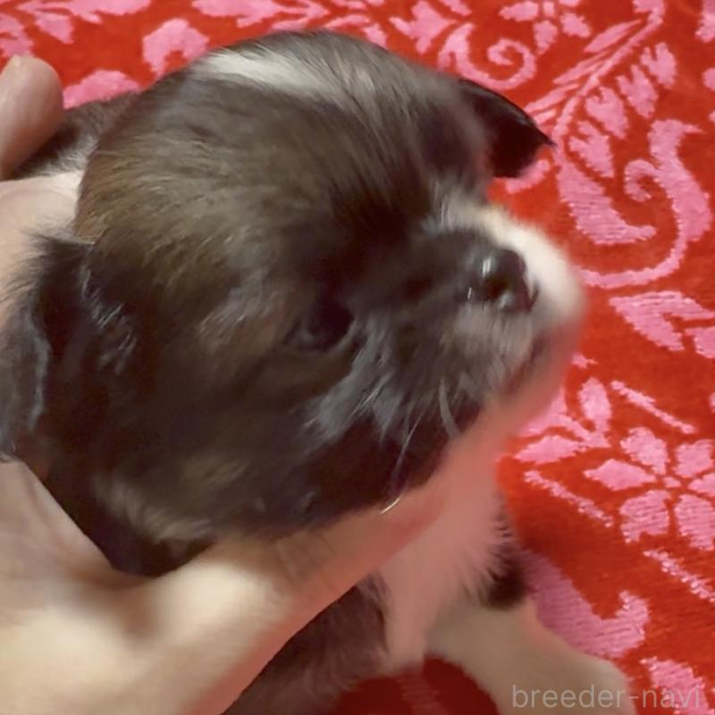 販売中の東京都のチワワ(ロングコート)-423971の2枚目