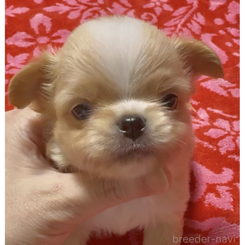 販売中の東京都のチワワ(ロングコート)-423973の3枚目