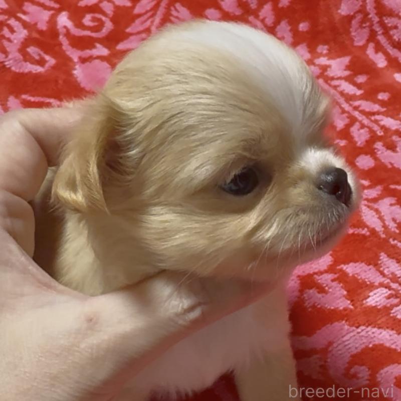 販売中の東京都のチワワ(ロングコート)-423973の2枚目