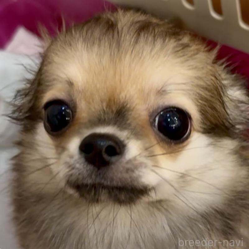 成約済の東京都のチワワ(ロングコート)-413075の6枚目