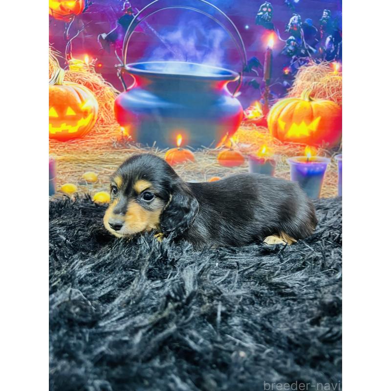 販売中の茨城県のカニンヘンダックスフンド(ロングヘアード)-423974の3枚目