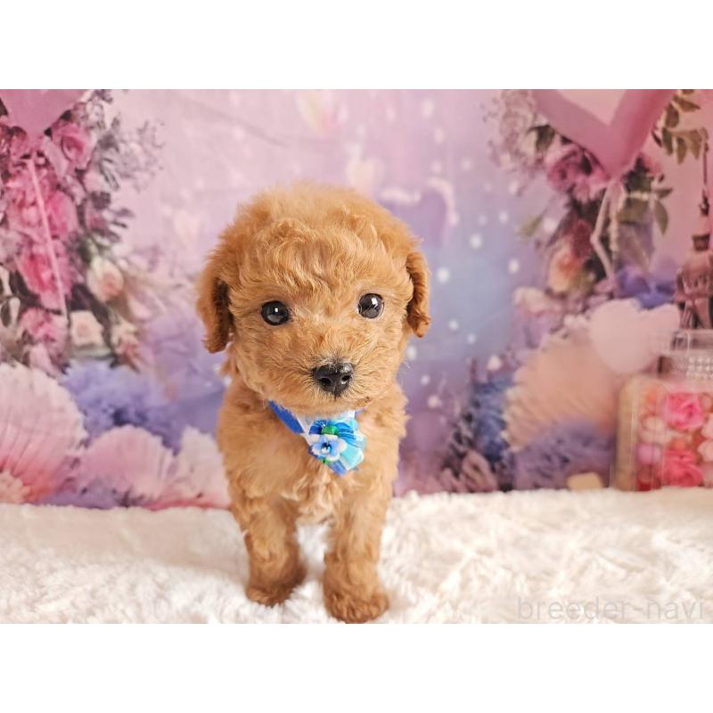 販売中の岐阜県のトイプードル-423976の14枚目