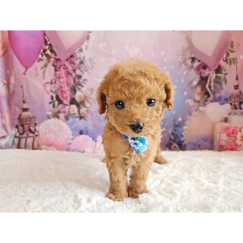 販売中の岐阜県のトイプードル-423976の13枚目