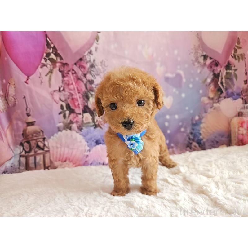 販売中の岐阜県のトイプードル-423976の12枚目