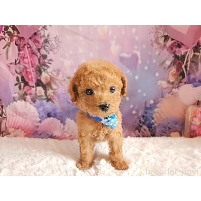 販売中の岐阜県のトイプードル-423976の11枚目