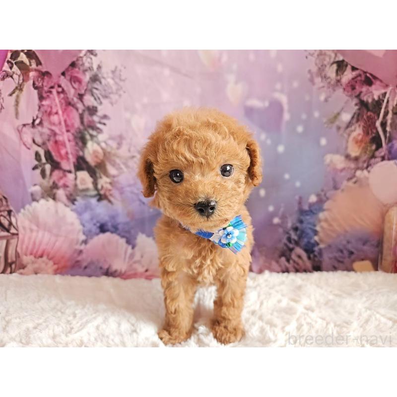 販売中の岐阜県のトイプードル-423976の10枚目