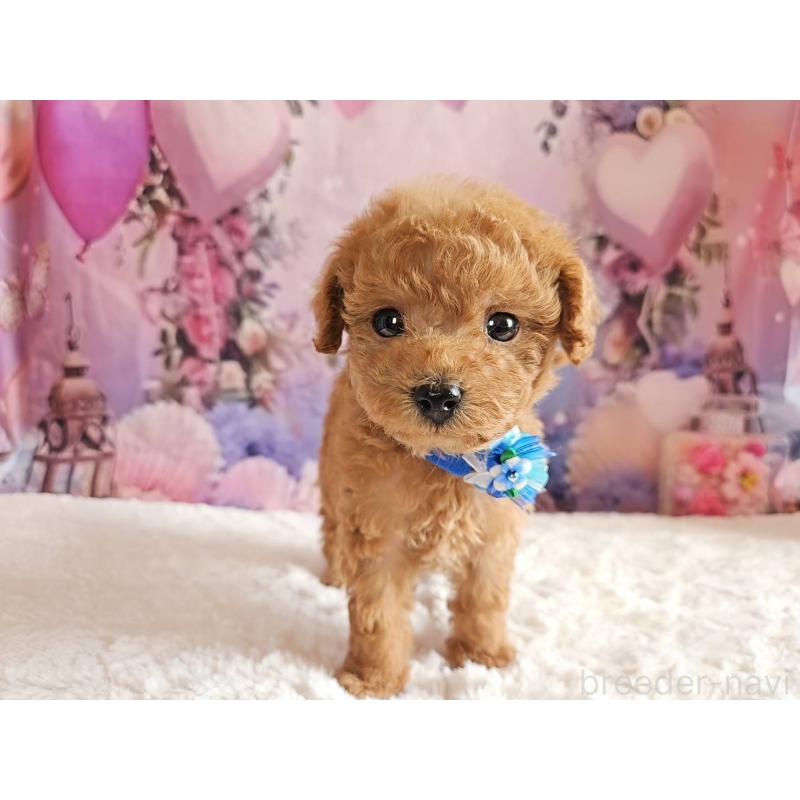 販売中の岐阜県のトイプードル-423976の9枚目