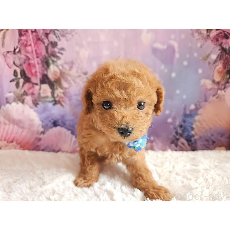 販売中の岐阜県のトイプードル-423976の8枚目