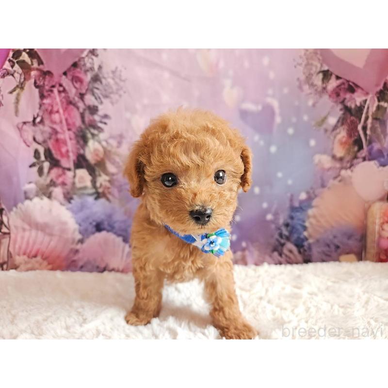 販売中の岐阜県のトイプードル-423976の7枚目