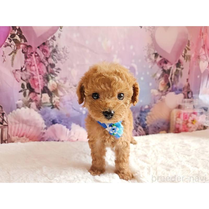 販売中の岐阜県のトイプードル-423976の6枚目