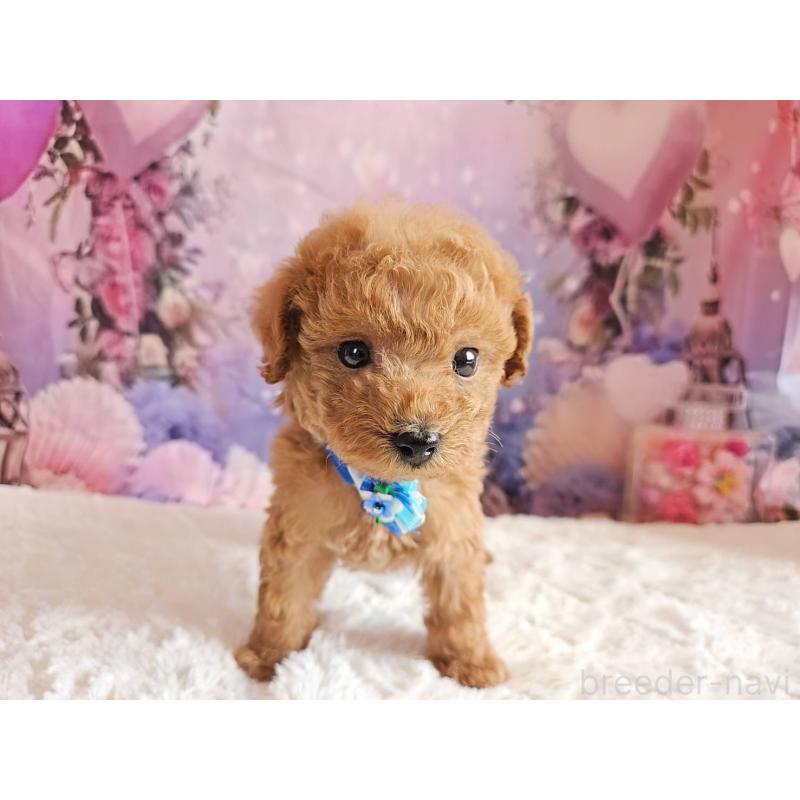 販売中の岐阜県のトイプードル-423976の5枚目