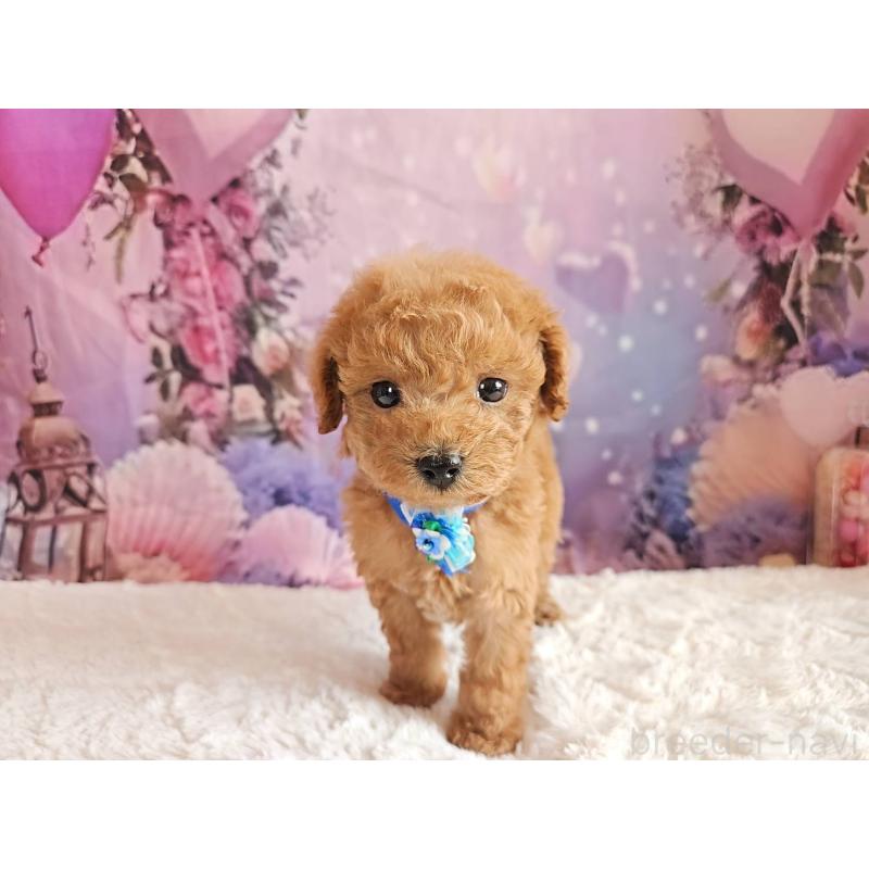 販売中の岐阜県のトイプードル-423976の3枚目